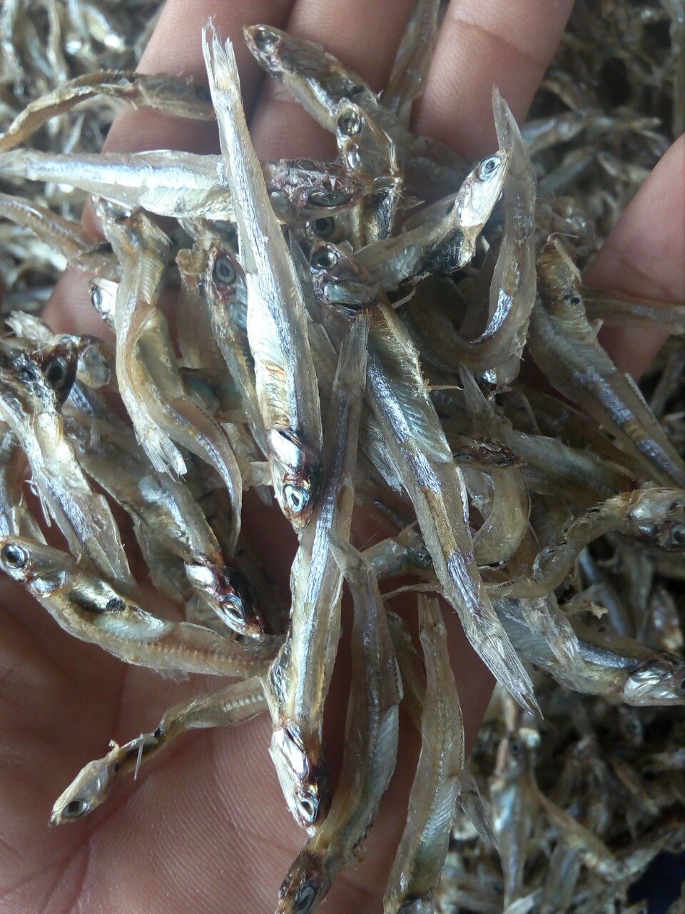 Dry seafood- dried fish anchovy from Vietnam Cheap Price- seafood(dot)linda(at)gmail(dot)com