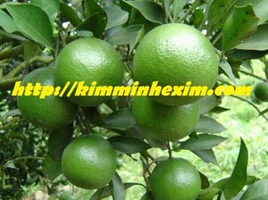 มะนาวเปอร์เซียไร้เมล็ดพรีเมี่ยม - Product Image 2