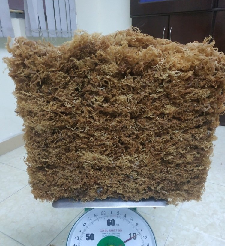 Оптовая продажа Сушеных Водорослей со вкусом золотистого Морса/ирисового мха из Вьетнама, упакованных в сумки, телефон + 84383004939