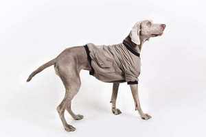 Conjunto de abrigo de ropa familiar con estampado de cabeza de perro y cuello redondo - Product Image 3