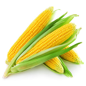 Kernel de maíz amarillo dulce congelado de la más alta calidad con certificación ISO recién conservado en agua envasado al vacío en latas para comer - Product Image 4