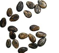 Huile de support de graines de pastèque de qualité supérieure propriétés détoxifiantes excellentes pour la désintoxication - Product Image 2