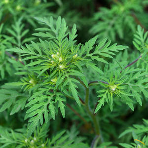 Huile essentielle pure de Dana, Artemisia Pallens, origine Inde, distillée à la vapeur - Product Image 5