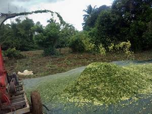 Gia นูเยนหมักข้าวโพดขยะทางการเกษตร SR-CSG1203-03จากเวียดนามเพื่อการส่งออก - Product Image 6