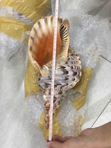 Concha de Caracol Queen Grande, Concha Marina de Gran Tamaño, Conchas de Trompeta para Diestros, 38 cm o Más, Venta al por Mayor desde Vietnam - Product Image 5