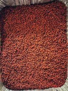100% NATURAL ANNATTO SEED - ROUCOU ACHIOTE SEED - CARRY SEED FROM VIETNAM/<span class=keywords><strong>Ms</strong></span>. Thị Nguyên + 84 988 872 713 - Product Image 5