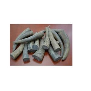 Puntas de cuerno de búfalo real y artesanía de fabricante de alta calidad a granel cuerno de buey de búfalo Punta de cuerno de vaca y rollo mejor venta - Product Image 1