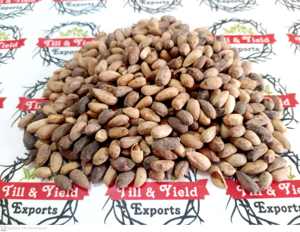 สมุนไพรต้นกำเนิดที่ดีที่สุดของอินเดีย Neemboli -Nimboli (Azadirachta Indica) สำหรับการหว่านและสุขภาพ - Product Image 3