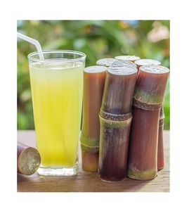 อ้อยคุณภาพสูงจากเวียดนาม/ ต้นอ้อยสด (จัสมิน: +84 37 461 9429) - Product Image 3