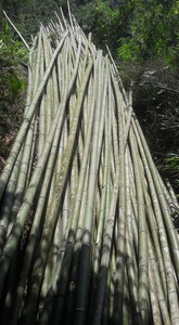 ไม้ไผ่ดิบ Stick จากปลูกป่า