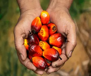 Kualitas Terbaik Kelapa Sawit Kacang Kelapa Sawit Cangkang Kernel