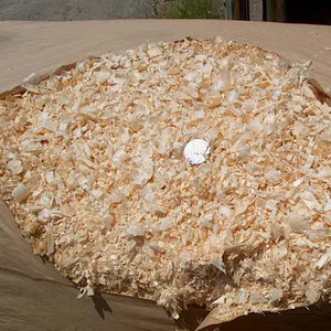 Astillas de madera de pino de Acacia a granel de alta calidad, aserrín de madera cruda seca para ropa de cama de animales GN GIA NGUYEN Vietnam - Product Image 1