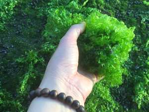 Fertilizante de Algas ULVA LACTUCA/Extracto de Algas - Product Image 4