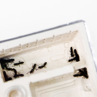 Nouvelle Cage de Reproduction pour Fourmis Empire des Fourmis, Style Classique, en Plastique Écologique, pour Toutes Saisons TW