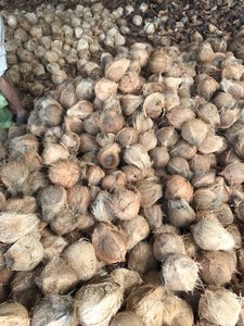 Noix de coco séché entièrement en haute qualité, au meilleur prix depuis VIET nico/whatsapp + 84 845 639 639 - Product Image 3