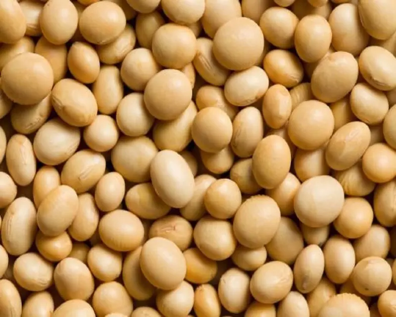 High Quality Wholesale Organic soybeans 2021 crop