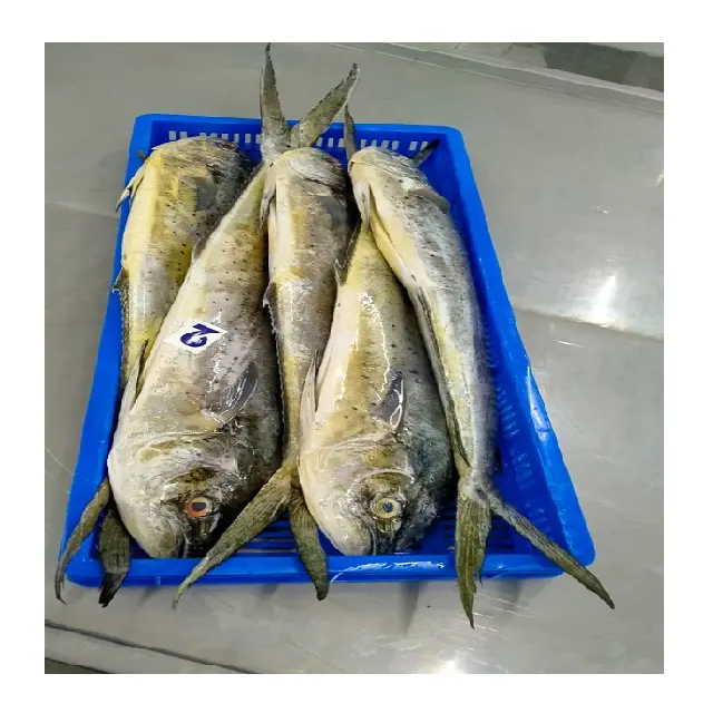 Ikan Mahi Frozen Mahi dari India, Ikan Frozen Mahi Kualitas Terbaik, Ukuran 2Kg Hingga 4 Kg
