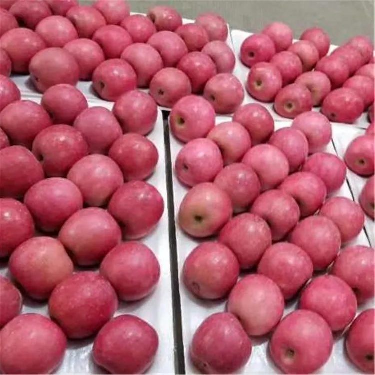 로얄 갈라 애플/신선한 과일 남아프리카/신선한 레드 맛있는 사과