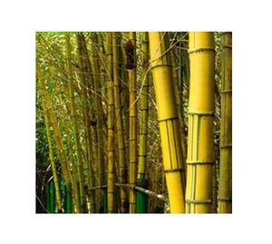 Produit agricole en poudre d'extrait de bambou - Product Image 3