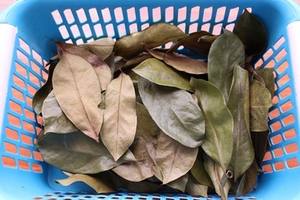 PRODUIT CHAUD : Feuilles de corossol séchées / feuilles de graviola pour la santé - Le corossol protège la santé du Vietnam / AXEL + 84 38 776 0892 - Product Image 6