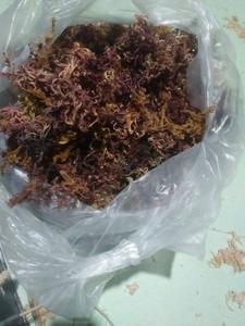 Penjahit Emas Kualitas Terbaik/Seamoss Ungu/Rumput Laut/Rumput Laut Irlandia (Lee Tran: + 84987731263)
