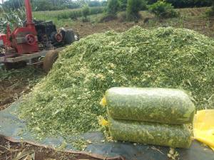 Vente en gros GIA NGUYEN SILAGE SR-CSG1203-03 de déchets agricoles d'ensilage de maïs du Viet Nam pour l'exportation - Product Image 4