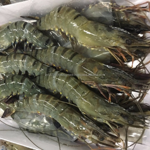 Tasty Shrimp U15 In A Large Number Of Varieties Low Moq New Packaging Alibaba Com Tasty Shrimp U15 In A Large Number Of Varieties Low Moq New Packaging Alibaba Com