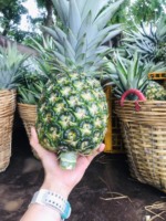 Hoge Kwaliteit Verse Ananas/Ingeblikte Ananas Export Naar Eu, Usa-Groothandel Voor Gedroogde Ananas-Whatsap 0084 989 322 607