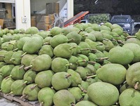 Verse Jackfruit Tropische Vruchten Concurrerende Prijs Uit Vietnam/MS Laura +84 896611913
