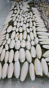 Hueso de sepia seco para pájaros y reptiles Suministro al por mayor Precio competitivo Calidad de exportación Embalaje disponible - Product Image 3