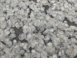 เครื่องชั่งปลาสำหรับคอลลาเจนออสเซินจากเวียดนามเครื่องชั่งปลาดิบคุณภาพสูงราคาดี + 84815570479 - Product Image 5