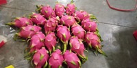 Vietnam verse drakenvrucht pitaya export EU India Korea Japan VAE AA-kwaliteit Ninh Thuan 60 dagen houdbaarheid SUNRISE INS 0084 989