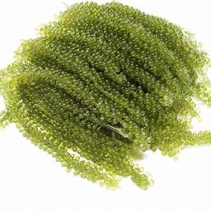 Wholesale Seaweed from Vietnam/ Sea Grape/ whatsapp +84 845 639 639