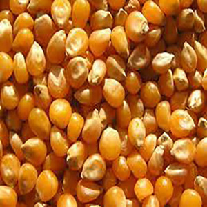 Kernel de maíz amarillo dulce congelado de la más alta calidad con certificación ISO recién conservado en agua envasado al vacío en latas para comer - Product Image 2