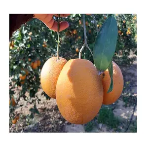 BESTER PREIS-Frische Valencia Orange/Orangen frucht aus Vietnam-Großhandel für frische Orange/Nabel orange