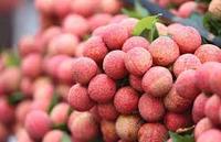 VIETNAM ROOD DELICIEUZE ZOETE BIOLOGISCHE VERS ZAADLOZE LYCHEE Graad 1 5kg/10kg Karton Klaar om te eten