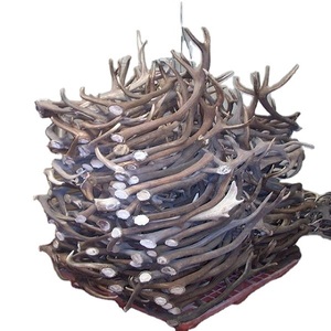 กวางเขากวางสีแดงเกรดสูง - Product Image 3