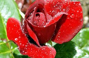 Eau florale 100% pure de rose de Bulgarie, distillée à la vapeur, certifiée GMP - Product Image 6