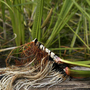 Compre Aceite Esencial de Raíz de Cálamo 100% Puro, Destilado al Vapor, Certificado GMP de AARNAV GLOBAL EXPORTS - Product Image 5