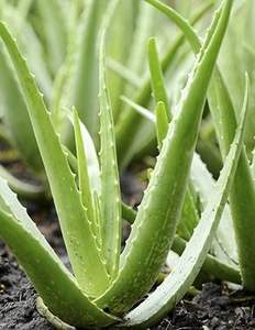 Gel de Aloe Vera con Aceite Portador Prensado en Frío, Certificado GMP, para el Cuidado de la Piel Antienvejecimiento, Hidratante y Reafirmante - Product Image 2