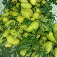 100% natuurlijke biologische hoogwaardige verse zuurzak uit Vietnam - Nicky Grade A 1,5 kg