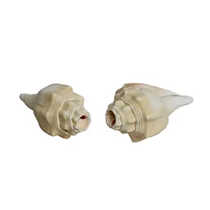 Chank Horn Seashells, Chank Shells 인도네시아 원시 조개