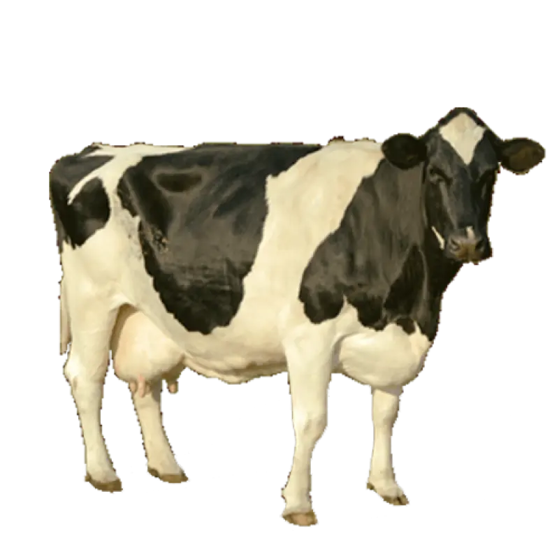 Картинка корова на прозрачном фоне
