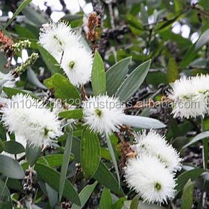 Huile essentielle de cajeput à haute teneur en cinéol naturel (Melaleuca Cajuputi ) - 100% Pure Diffuseur Soins personnels de qualité supérieure OEM/ODM - Product Image 2