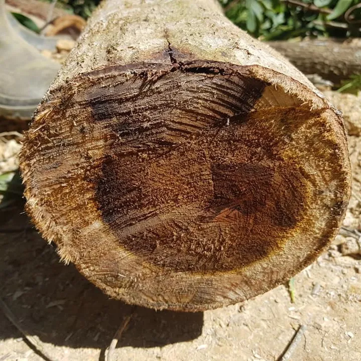 De madera de ACACIA registros