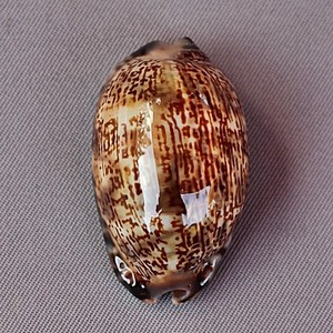 Wholesales Mini Small Golden Cowrie <strong>Shell</strong> in Stock/ Cheap Price tiger Cowrie Seashell Vietnam <strong>Supplier</strong> 99 Gold Data - Product Image 2