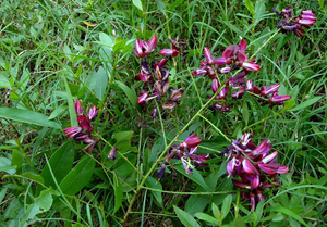 ราคาดี หญ้าแห้ง คาลิส สปาโทโลบัส เวียดนาม - Product Image 2