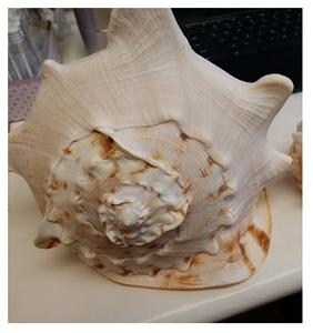 Concha mejor selección-conchas de mar a granel de conchas de mar-Concha artesanía ([Ws0084587176063] - Product Image 1