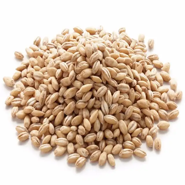 Organic Barley for Malt, Barley Feed, Malted Barley Animal Feed Barley
