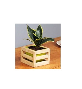 Pot en bois pour la décoration de bureau à la maison pour la taille personnalisée et le meilleur poli pour le produit Offre Spéciale - Product Image 1